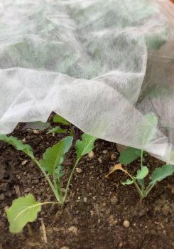 Preview: Frühbeetvlies 1,5x10m, weiß