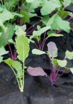 Preview: Anti-Unkrautvlies 1,5x5m, schwarz, 30g/m²