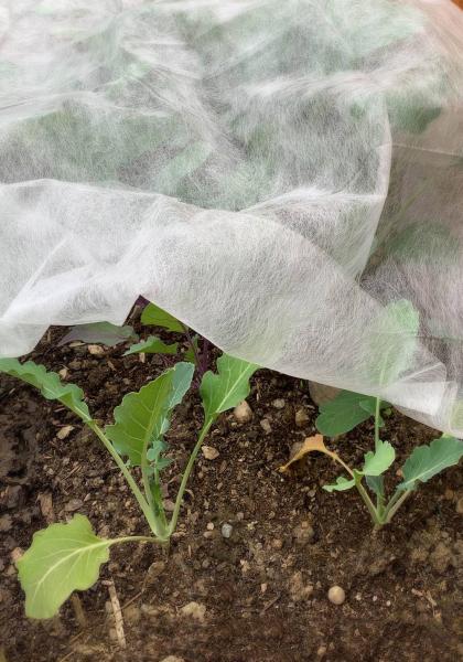 Frühbeetvlies 1,5x10m, weiß