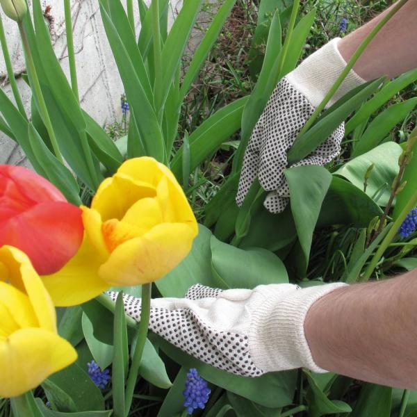 Gartenhandschuh mit Noppen aus Baumwolle
